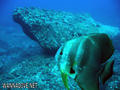 scuba diving photo