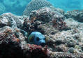 scuba diving photo