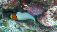 scuba diving photo