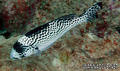 scuba diving photo