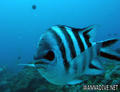scuba diving photo