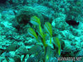 scuba diving photo
