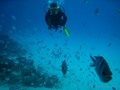 scuba diving photo