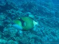 scuba diving photo