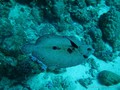 scuba diving photo