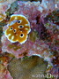 scuba diving photo