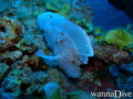scuba diving photo