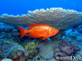 scuba diving photo