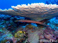 scuba diving photo