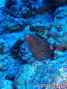 scuba diving photo