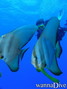 scuba diving photo