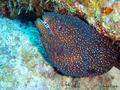 scuba diving photo