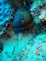 scuba diving photo