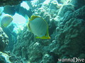 scuba diving photo