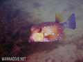 scuba diving photo