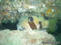 scuba diving photo