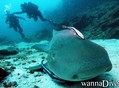 scuba diving photo