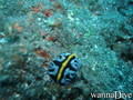 scuba diving photo