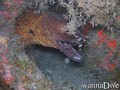 scuba diving photo
