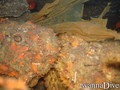 scuba diving photo