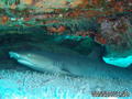 scuba diving photo