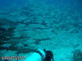 scuba diving photo