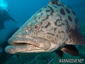 scuba diving photo