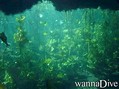 scuba diving photo