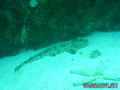 scuba diving photo