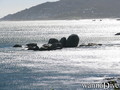 scuba diving photo