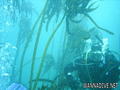 scuba diving photo