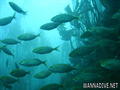 scuba diving photo