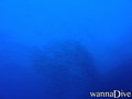 scuba diving photo