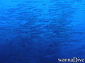 scuba diving photo