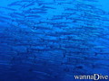 scuba diving photo