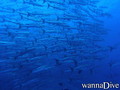 scuba diving photo