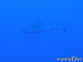 scuba diving photo