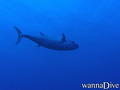 scuba diving photo