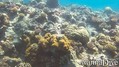 scuba diving photo