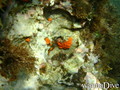 scuba diving photo