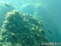 scuba diving photo