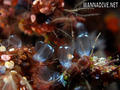 scuba diving photo