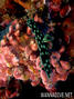 scuba diving photo