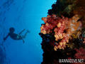 scuba diving photo