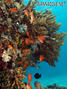 scuba diving photo