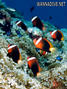 scuba diving photo