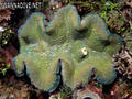scuba diving photo