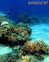 scuba diving photo
