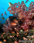 scuba diving photo