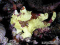 scuba diving photo